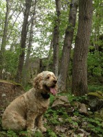 /album/vastkust-hund/a7997-10151540463179091-842313519-n-jpg/