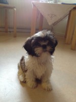 /album/vastkust-hund/a540139-10151085851719091-697156792-n-jpg/